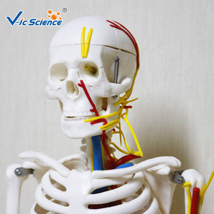 Esqueleto de 85cm con corazón y modelo vascular, tamaño real, anatomía del cuerpo humano, modelos educativos de anatomía para entrenamiento en la Escuela de Medicina - Product Image 3