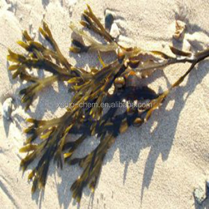 GMP alta calidad natural fucus vesiculosus extracto fucoxantina/Fucoidan/<span class=keywords><strong>kelp</strong></span> extracto/extracto de <span class=keywords><strong>algas</strong></span> - Product Image 2