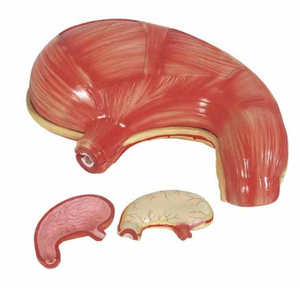 Gelsonlab HSBM-271 qualité Avancée <span class=keywords><strong>L</strong></span>'<span class=keywords><strong>estomac</strong></span> Humain modèle 2 fois la vie taille 2 pièces d'enseignement modèle <span class=keywords><strong>de</strong></span> <span class=keywords><strong>l</strong></span>'<span class=keywords><strong>estomac</strong></span> - Product Image 1