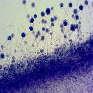 微生物学教育資源菌類とバクテリアが準備したスライド - Product Image 2