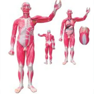 Modelo de entrenamiento médico de ADA-A1100, cuerpo interno y anatomía muscular humana