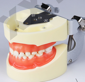 Standard pediatrica pratica dentale modello typodont denti da latte modello - Product Image 1