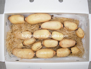 Свежие корни лотоса, цены на экспорт - Product Image 3