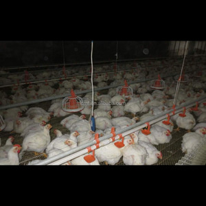 Système d'arrosage automatique pour mamelon de volaille, type H, <span class=keywords><strong>cage</strong></span> de poulet - Product Image 5