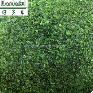 <span class=keywords><strong>Algues</strong></span> <span class=keywords><strong>vertes</strong></span> <span class=keywords><strong>comestibles</strong></span> fraîches Ulva,Aonori Ulva Nori Seaweed - Product Image 1