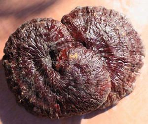 Bán Trực Tuyến Giá Rẻ Bổ Sung Nấm <span class=keywords><strong>Ganoderma</strong></span> Gyrophora Khô Toàn Bộ Cơ Thể Để Bán - Product Image 2