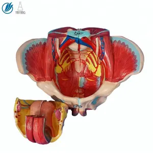 Анатомическая модель таза для женщин