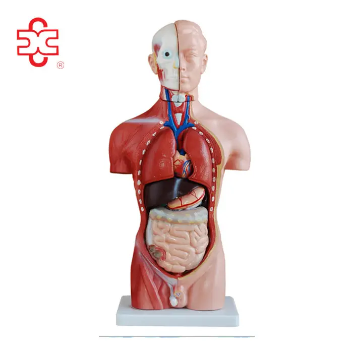 42CM 13 partes de la anatomía humana hombre TORSO