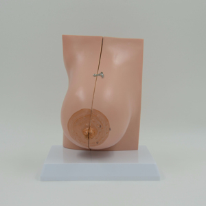 Gelsonlab HSBM-255 медицинский женский кормящих грудью модель обучения Модель груди - Product Image 2