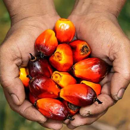 Stripping Palm frucht für Palmöl maschine Verarbeitung maschine
