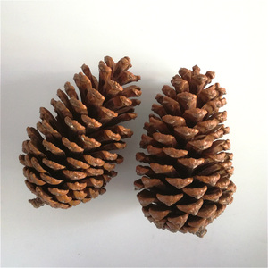 Boxed Natural <strong>Pinecones</strong> and Dried Flowers for Christmas Ornaments and Shooting Props with Flocking Printing Techniques - Product Image 2