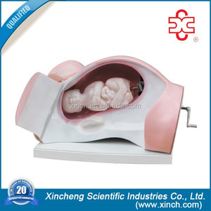 <strong>Baby</strong> Birth Medical <strong>Simulation</strong> - Product Image 2