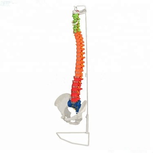Instructional spine model with basin for <span class=keywords><strong>the</strong></span> medicine teaching - Product Image 2