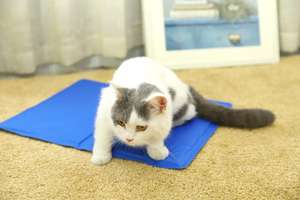 Estera de hielo para mascotas de refrigeración de verano, estera de enfriamiento de hielo para mascotas barata de moda para perros - Product Image 4