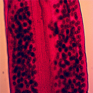 Well coloring <span class=keywords><strong>the</strong></span> cell biology has slides for educational aids prepared - Product Image 6