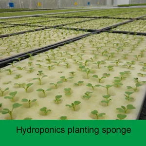 Esponja hidropónica para semillas de vivero, esponjas para tomate y lechuga