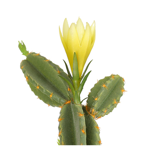 Cactus, Plantas Florales, Árbol <span class=keywords><strong>de</strong></span> Flores, Tema <span class=keywords><strong>del</strong></span> <span class=keywords><strong>Desierto</strong></span>, Vegetación, Bonsái Artificial <span class=keywords><strong>de</strong></span> Cactus - Product Image 3