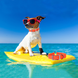 <span class=keywords><strong>Collar</strong></span> de piel auténtica para perro, accesorio de alta calidad, personalizado, colores, suave, acolchado, resistente al agua, clásico, Vegano - Product Image 6