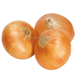 Top Quality Chinese <strong>Onion</strong> for Sale - Product Image 3
