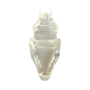 Modelo Transparente de Huesos de Mandíbula y Dientes de Gato y Perro para Anatomía Animal - Product Image 1