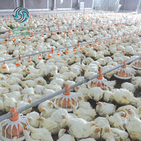 Automatic Poultry Feeding Line System