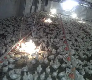 Kanatlı tavuk evi otomatik broilers besleme makinesi sistemi