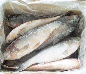 Chine Frais Congelé Asiatique <span class=keywords><strong>Poisson</strong></span> Carpe <span class=keywords><strong>Argent</strong></span>é - Product Image 2