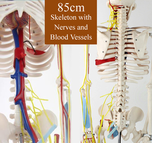 Esqueleto de 85cm con corazón y modelo vascular, tamaño real, anatomía del cuerpo humano, modelos educativos de anatomía para entrenamiento en la Escuela de Medicina - Product Image 5