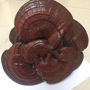 Jamur Reishi Kering Berkualitas Tinggi - Product Image 2