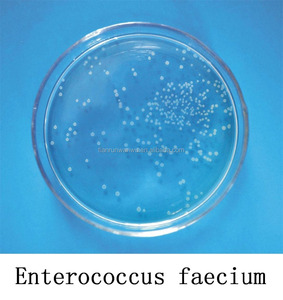 Aditivo alimentario probiótico <span class=keywords><strong>Enterococcus</strong></span> <span class=keywords><strong>faecium</strong></span> - Product Image 1
