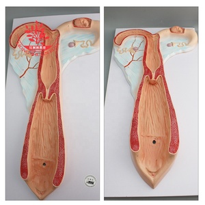 Nhựa Cừu Thận Dạ Dày Tử Cung Cừu 3D Mô Hình - Product Image 5