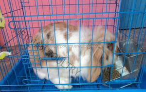 छोटे विशालकाय जस्ती खरगोश फीडर, खरगोश स्वचालित फीडर, खरगोश धातु फीडर - Product Image 5