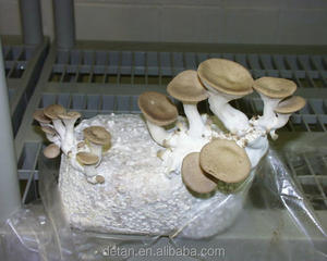 Detan eryngiiキノコ<span class=keywords><strong>mycelium</strong></span>販売 - Product Image 3