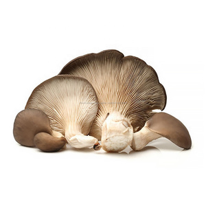 Bio <span class=keywords><strong>Pleurotus</strong></span> <span class=keywords><strong>Ostreatus</strong></span> D'extrait De Champignon D'huître En Poudre Bêta-glucane 10%-30% - Product Image 3