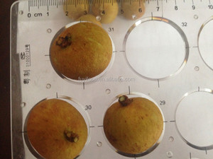 100% huerto <span class=keywords><strong>fruta</strong></span> dulce <span class=keywords><strong>longan</strong></span> fresca - Product Image 5
