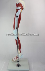Modelo <span class=keywords><strong>de</strong></span> Músculo <span class=keywords><strong>de</strong></span> Muslo Humano HM-BD-148, Modelo <span class=keywords><strong>de</strong></span> Anatomía Muscular <span class=keywords><strong>Humana</strong></span>, Músculos <span class=keywords><strong>de</strong></span> <span class=keywords><strong>la</strong></span> <span class=keywords><strong>Pierna</strong></span> <span class=keywords><strong>Humana</strong></span> - Product Image 6