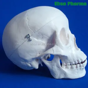 Avanzate Forniture Mediche Life-size Cranio Budget di Insegnamento Umano Modello Anatomico Per La Scuola