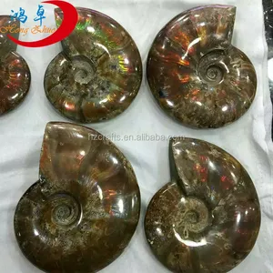Großhandel natürliche Muschel polierte gelbe Ammonit Fossilien für Hochzeits dekorationen