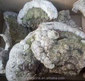 <span class=keywords><strong>Champignons</strong></span> Fomitopsis ulmaria séchés crus utilisation de thé naturel <span class=keywords><strong>champignons</strong></span> Fomitopsis ulmaria à vendre - Product Image 5