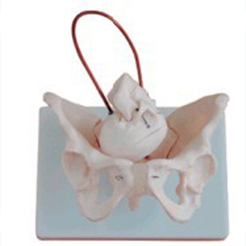 BIX-A1038 женские таз Скелет анатомическая модель с его фетального кровообращения череп