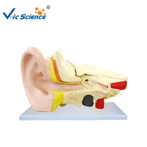 인간의 귀 모델 귀 해부학 모델 플라스틱 귀 해부학 의료 과학 교육 모델