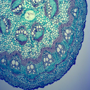 Portaobjetos de Microscopio de Vidrio de Alta Calidad al Mejor <span class=keywords><strong>Precio</strong></span> para Ciencias Médicas, Portaobjetos Preparados de Botánica de Tallo de Dicotiledón - Product Image 4