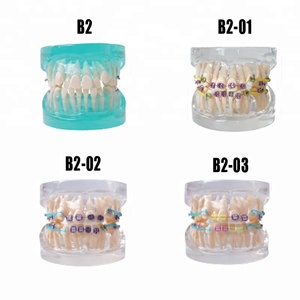 Modèle Standard dents prothèse orthodontique pour l'enseignement - Product Image 2