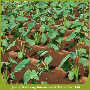 Cina migliore <span class=keywords><strong>taro</strong></span> fresco per il mercato internazionale - Product Image 3