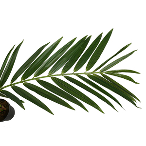 Thân Thiện Với Môi 1.9M Trong Nhà Trang Trí Nhân Tạo King <span class=keywords><strong>Palm</strong></span> Tree - Product Image 4