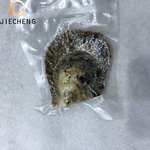 6-8mm 아코 야 진주 굴 도매 한 녹색 진주 굴 쉘 - Product Image 2