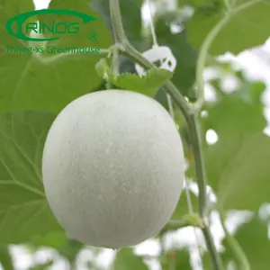 Trinog Nhà Kính Công Nghệ Cao Trellis Hệ Thống Cantaloupe Phát Triển Túi Hệ Thống Thủy Canh Trong Nhà Kính Nhựa