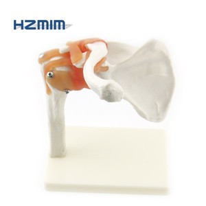 Mô Hình Bộ Xương Mô Phỏng Của Con Người, Mô Hình Khớp Vai Với Dây Chằng - Product Image 1