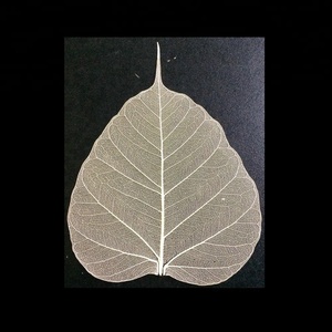 Lá Xương Cây Bồ Đề - Product Image 2