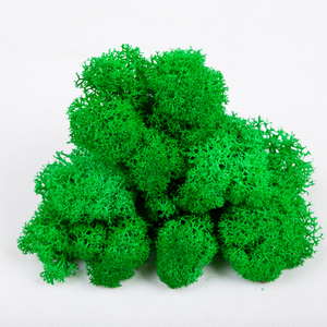 Mousse de renne stabilisée par <span class=keywords><strong>mur</strong></span> de mousse véritable fraîche naturelle de l'usine du Yunnan pour les décorations de remise des diplômes - Product Image 1